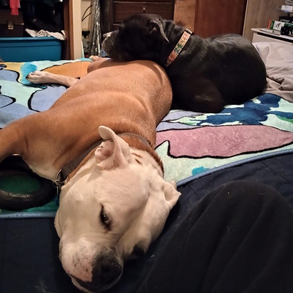 In Memory of Athena Bean - Picture 10 of 12